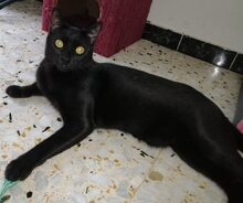 TIZON, Katze, Europäisch Kurzhaar in Spanien - Bild 13