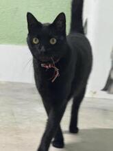 TIZON, Katze, Europäisch Kurzhaar in Spanien - Bild 7
