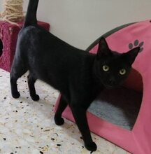 TIZON, Katze, Europäisch Kurzhaar in Spanien - Bild 9