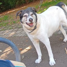 TEQUILA, Hund, Mischlingshund in Bad Wünnenberg - Bild 7