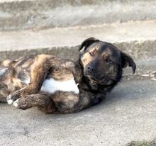 NONI, Hund, Mischlingshund in Rumänien - Bild 13