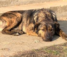 NONI, Hund, Mischlingshund in Rumänien - Bild 15