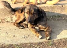 NONI, Hund, Mischlingshund in Rumänien - Bild 8