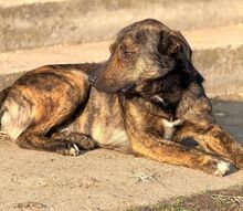 NONI, Hund, Mischlingshund in Rumänien - Bild 9