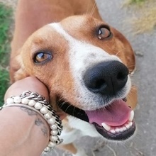 SIGGI, Hund, Mischlingshund in Griechenland - Bild 11