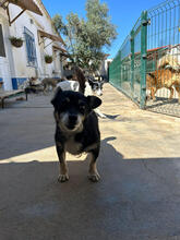 ZARO, Hund, Mischlingshund in Portugal - Bild 3