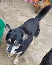 ZARO, Hund, Mischlingshund in Portugal - Bild 5