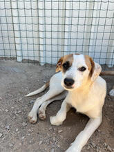 PABLO, Hund, Mischlingshund in Portugal - Bild 3