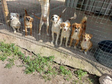 PABLO, Hund, Mischlingshund in Portugal - Bild 4