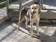 USHKA, Hund, Mischlingshund in Bulgarien - Bild 1