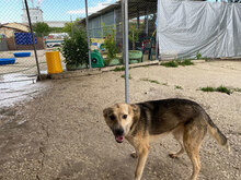 USHKA, Hund, Mischlingshund in Bulgarien - Bild 10