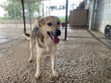 USHKA, Hund, Mischlingshund in Bulgarien - Bild 3