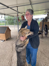 USHKA, Hund, Mischlingshund in Bulgarien - Bild 5