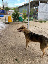 USHKA, Hund, Mischlingshund in Bulgarien - Bild 9