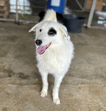 BEPPO, Hund, Mischlingshund in Rumänien - Bild 2