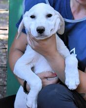 SHAYDON, Hund, Mischlingshund in Italien - Bild 21