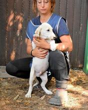 SHAYDON, Hund, Mischlingshund in Italien - Bild 22