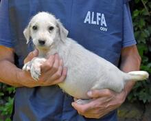 SHAYDON, Hund, Mischlingshund in Italien - Bild 23