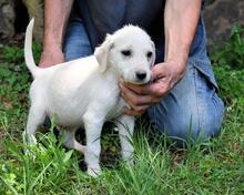 SHAYDON, Hund, Mischlingshund in Italien - Bild 24