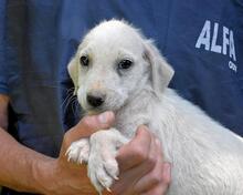 SHAYDON, Hund, Mischlingshund in Italien - Bild 25