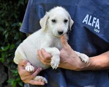 SHAYDON, Hund, Mischlingshund in Italien - Bild 26