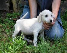 SHAYDON, Hund, Mischlingshund in Italien - Bild 27