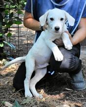 SHIPLEY, Hund, Mischlingshund in Italien - Bild 23
