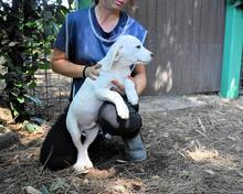 SHIPLEY, Hund, Mischlingshund in Italien - Bild 24