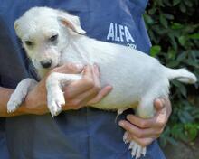 SHIPLEY, Hund, Mischlingshund in Italien - Bild 25
