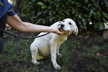 SHIPLEY, Hund, Mischlingshund in Italien - Bild 26