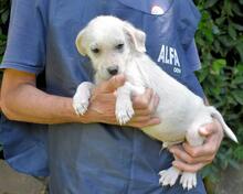 SHIPLEY, Hund, Mischlingshund in Italien - Bild 27