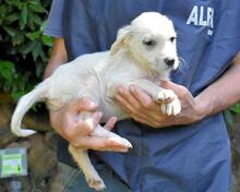 SHIPLEY, Hund, Mischlingshund in Italien - Bild 28