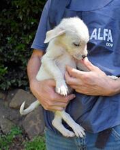 SHIPLEY, Hund, Mischlingshund in Italien - Bild 29
