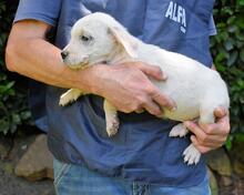 SHIPLEY, Hund, Mischlingshund in Italien - Bild 30