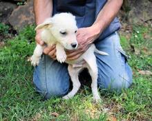 SHIPLEY, Hund, Mischlingshund in Italien - Bild 32