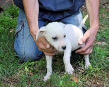 SHIPLEY, Hund, Mischlingshund in Italien - Bild 33