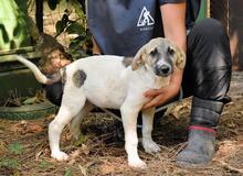 SKITTER, Hund, Mischlingshund in Italien - Bild 31