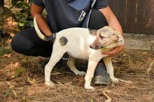 SKITTER, Hund, Mischlingshund in Italien - Bild 32