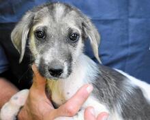 SKITTER, Hund, Mischlingshund in Italien - Bild 33