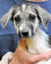 SKITTER, Hund, Mischlingshund in Italien - Bild 34