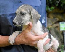 SKITTER, Hund, Mischlingshund in Italien - Bild 35