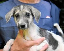 SKITTER, Hund, Mischlingshund in Italien - Bild 36