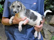 SKITTER, Hund, Mischlingshund in Italien - Bild 38