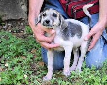 SKITTER, Hund, Mischlingshund in Italien - Bild 39