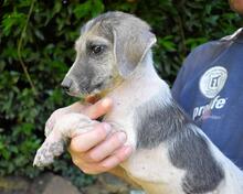 SKITTER, Hund, Mischlingshund in Italien - Bild 40