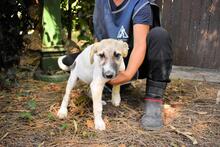 SKITTER, Hund, Mischlingshund in Italien - Bild 41