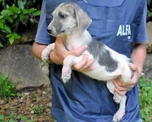 SKITTER, Hund, Mischlingshund in Italien - Bild 42