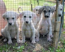 SKITTER, Hund, Mischlingshund in Italien - Bild 43