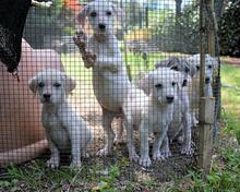 SKITTER, Hund, Mischlingshund in Italien - Bild 44
