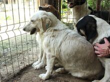 EDELWEISS, Hund, Mischlingshund in Rumänien - Bild 3